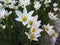 White rain lily or Zephyranthes candida flowers.
