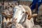 White Ram Sheep with horns facial closeup