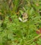 White ramping fumitory