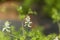 White ramping fumitory Fumaria capreolata