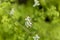 White ramping fumitory Fumaria capreolata