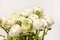 White Ranunculus