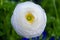 White Ranunculus