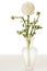 White Ranunculus in Vase