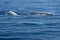 White Rare Goose Beaked whale dolphin Ziphius cavirostris