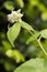 White raspberry flower