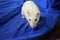 White rat