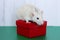 White Rat among Christmas toys. Happy New year. Chinese horoscope. year of rat. 2020