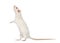 White Rat on hind legs (8 months old), isolated