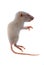 White rat mouse isolated