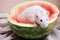 White rat sitting in half a watermelon