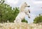 White rearing shetland pony.