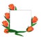 White rectangle for photo or text framed by tulips. For a social network. Light orange tulips with green leaves.