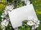 White rectangular horizontal sheet of paper card in green leaves and flowers of apple tree branches