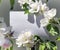 White rectangular horizontal sheet of paper card in green leaves and flowers of apple tree branches