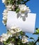 White rectangular horizontal sheet of paper card in green leaves and flowers of apple tree branches
