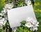 White rectangular horizontal sheet of paper card in green leaves and flowers of apple tree branches