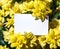 White rectangular horizontal sheet of paper card in yellow flowers kalandiva plants