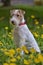 White with red airedale terrier