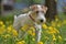 White with red airedale terrier