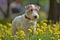 White with red airedale terrier among yellow