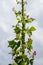 White and red beans bloom and grow high, twining around a wooden stand, against a summer sky with clouds. Harvest legumes