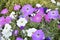 White red and blue flowers of petunia solanaceae close up on the garden bed