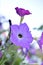 White red and blue flowers of petunia solanaceae close up on the garden bed