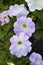 White red and blue flowers of petunia solanaceae close up on the garden bed