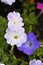 White red and blue flowers of petunia solanaceae close up on the garden bed