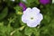 White red and blue flowers of petunia solanaceae close up on the garden bed