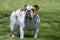 White and red bulldog posing at the park