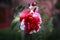 White and red camellia, japonica, in full bloom with blue sky background