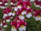 White-red carpet of Nemesia strumosa flowers.