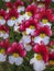 White-red carpet of Nemesia strumosa flowers. Bright summer background