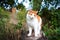 White red cat in nature. A beautiful young cat climbs a tree. Domestic cat for a walk in nature