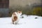 White-red cat poop on the snow.