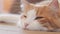 A white-red cat sleeps sweetly on the sofa. Close-up of a sleeping cat\\\'s face