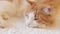 A white-red cat sleeps sweetly on the sofa. Close-up of a sleeping cat\\\'s face