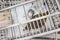 White and Red Chickens Sitting in Antique Wooden Chicken Crate on Homestead