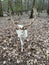 A white red deer at Wildpark Gangelt