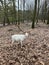 A white red deer in Wildpark Gangelt