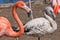 White and red flamingos flamingo bright red-orange