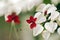 White and red flower on green background