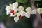 White and red flower on green background