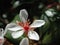 White and red flower of Rhaphiolepis indica