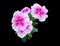 The White-Red Flowers of the Gloxinia Plant Latin Name. Cut On Black Background