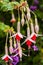 White and red fuchsia blossom on tree