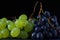 White and red grapes. Two clusters of fresh ripe yellowish-green and dark blue-purple berries full of water droplets on their skin