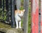 White-red-haired cat peeks out on a sunny day from a hole in the fence